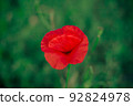 Wild poppy flower. One flower 92824978