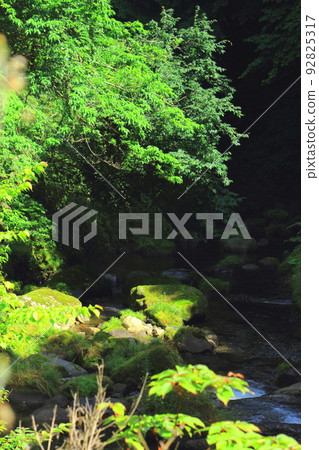 A stream in the forest. sunlight filtering through the trees 92825317