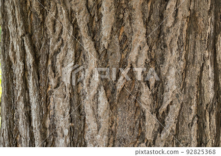 Tree bark texture pattern (Ginkgo) 92825368