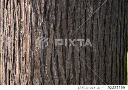 Tree bark texture pattern (Sawara) 92825369