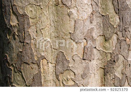 樹皮紋理圖案 (Akinire) 92825370