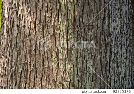 Tree bark texture pattern (bald cypress) Tree bark texture pattern (bald cypress) 92825376
