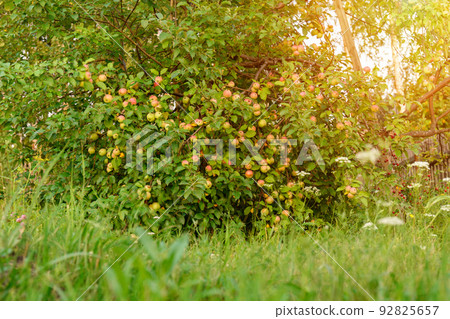 Ripe apples in the garden ready for harvest, selective focus, autumn season 92825657