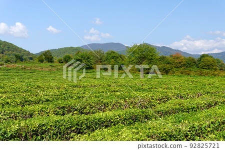 Fields of tea, harvest. Natural selection, Fresh tea leaves at the tea farm Fields of tea, harvest. Natural selection, Fresh tea leaves at the tea farm 92825721