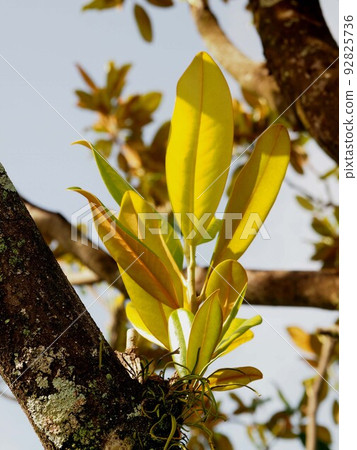 Natsuzora and Taisangboku (leaves of Daisen trees exposed to the morning sun) 92825736