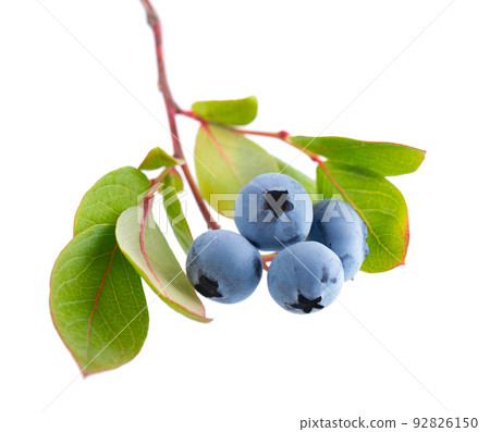 Blueberry branch isolated on white background. Bilberry or whortleberry with green leaves. Clipping path. Blueberry branch isolated on white background. Bilberry or whortleberry with green leaves. Clipping path. 92826150