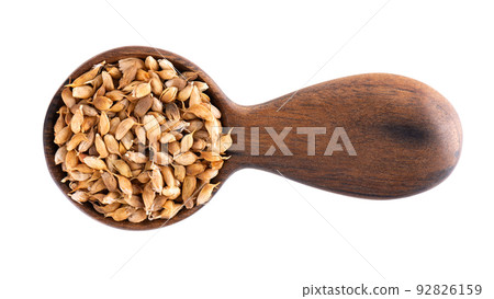 Utsho suneli seeds in wooden spoon, isolated on white background. Trigonella caerulea or blue fenugreek. Top view. Utsho suneli seeds in wooden spoon, isolated on white background. Trigonella caerulea or blue fenugreek. Top view. 92826159