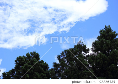 Cedar tree and blue sky 92826185