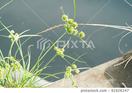 Merikengaya tree growing on the river bed 92826247