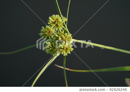 Merikengaya tree growing on the river bed 92826248