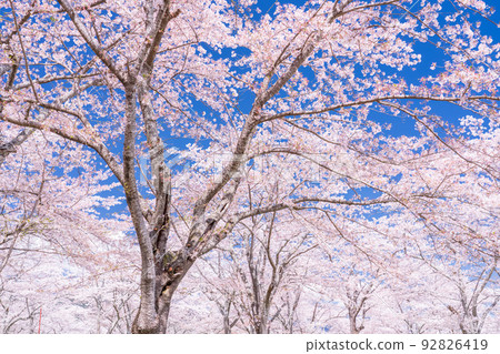 櫻花·盛開 92826419