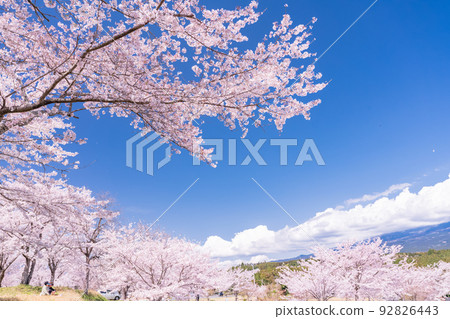 Cherry tree in full bloom 92826443