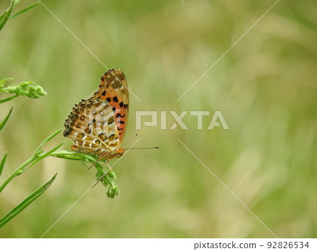 Tsunagoro giant monkey (male) Tsunagoro giant monkey (male) 92826534