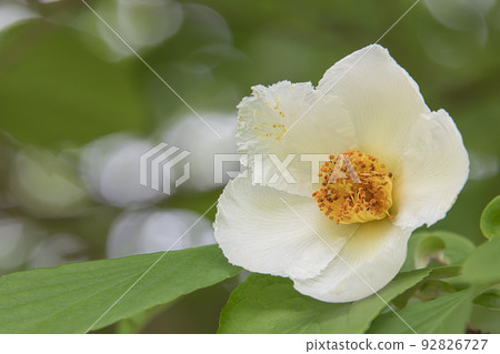 Shara flowers Shara flowers 92826727