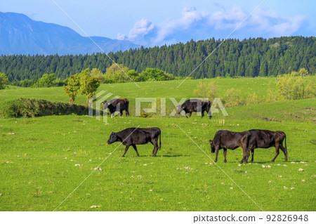 Bungo beef from Kusumi Kogen 92826948