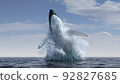 Humpback whale jumps out of the water 92827685