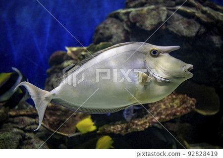 單角鼻魚 單角鼻魚 92828419