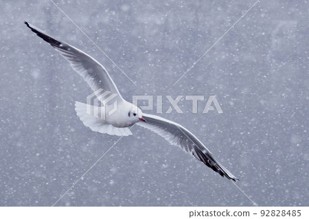 Photo of a black-headed gull dancing on the lake in the snow 92828485