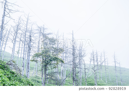 A dead tree on a highland covered in fog 92828919