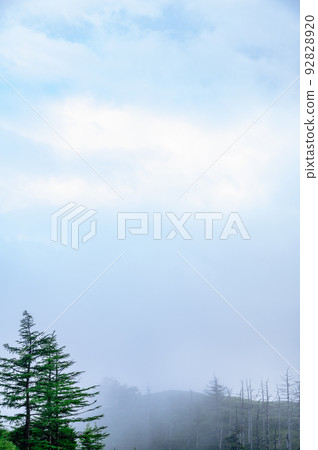 foggy mountains and conifers 92828920