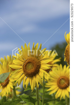 Sunflower 92829073