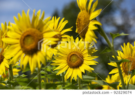 sunflower  92829074