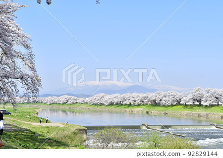 Shiroishi river embankment Hitome Senbonzakura and snow-covered Zao mountain range Shiroishi river embankment Hitome Senbonzakura and snow-covered Zao mountain range 92829144