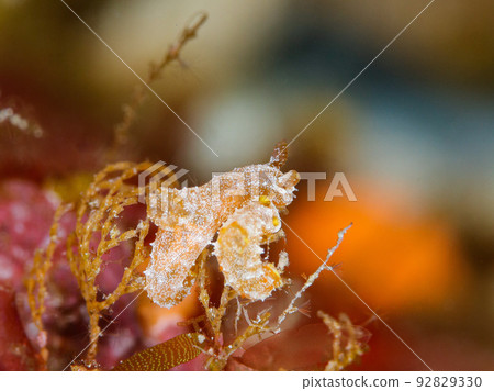 Konafuku Nudibranch Konafuku Nudibranch 92829330
