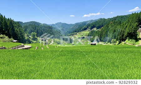 映襯著藍天和深綠的梯田青田[愛知縣四谷千枚田/新城] 92829332