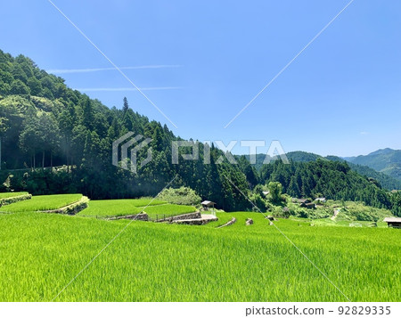 映襯著藍天和深綠的梯田青田[愛知縣四谷千枚田/新城] 92829335