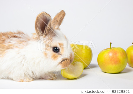 Little funny domestic rabbit play and eat apple on a white background. Food for the rabbit, bunny vitamins. For veterinary clinic, medicine and animal shop 92829861