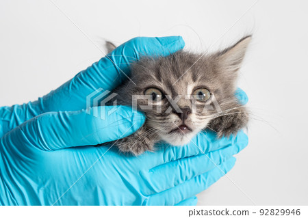 Examination of the eyes and nose of the kitten. Veterinary clinic, prevention and treatment of diseases in cats Examination of the eyes and nose of the kitten. Veterinary clinic, prevention and treatment of diseases in cats 92829946