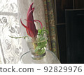 Succulent plants Healing succulent Autumn leaves 92829976