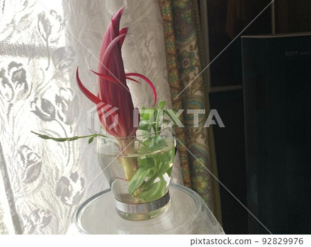 Succulent plants Healing succulent Autumn leaves Succulent plants Healing succulent Autumn leaves 92829976