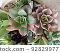 Succulent plants Healing succulent Autumn leaves 92829977