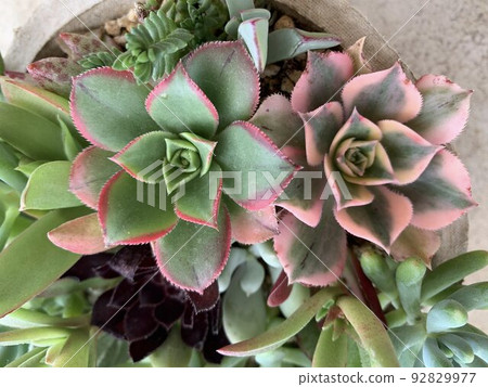 Succulent plants Healing succulent Autumn leaves - Stock Photo [92829977] -  PIXTA