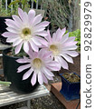 Succulent plants Healing succulent Autumn leaves 92829979