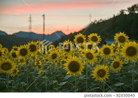 Sunset sunflower 92830040