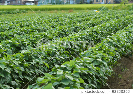 Tambaguro：7月底的黑豆田景色 92830263