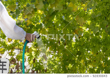 Summer watering Summer watering 92830843