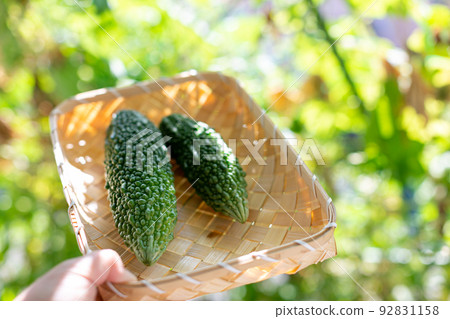 Summer vegetables, photography, bitter gourd Summer vegetables, photography, bitter gourd 92831158