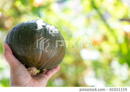 Summer vegetables, squash Summer vegetables, squash 92831159