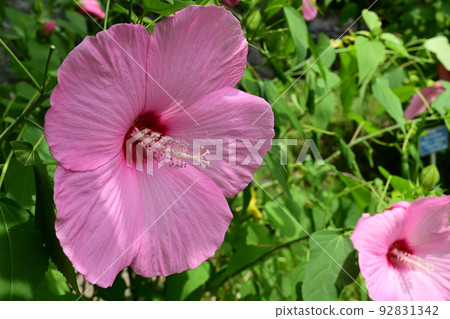 Titanbicus(芙蓉屬)錦葵科,粉紅色的花朵 Titanbicus(芙蓉屬)錦葵科,粉紅色的花朵 92831342
