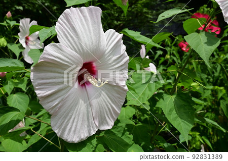 Titanbicus (genus Hibiscus) Malvaceae, Peach White Titanbicus (genus Hibiscus) Malvaceae, Peach White 92831389
