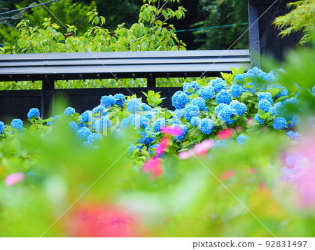 Superb view of Hokkaido Hydrangea garden at Otaru Kihinkan Former Aoyama Villa 92831497