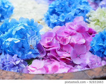 Superb view of Hokkaido Hydrangea garden at Otaru Kihinkan Former Aoyama Villa 92831663