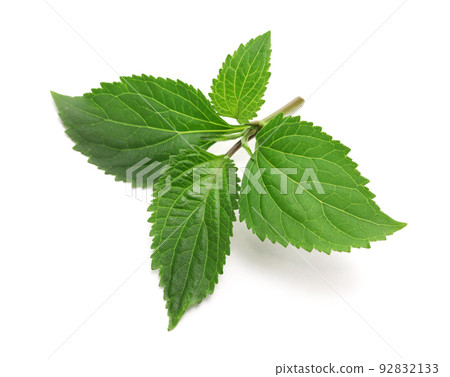 Patchouli 92832133