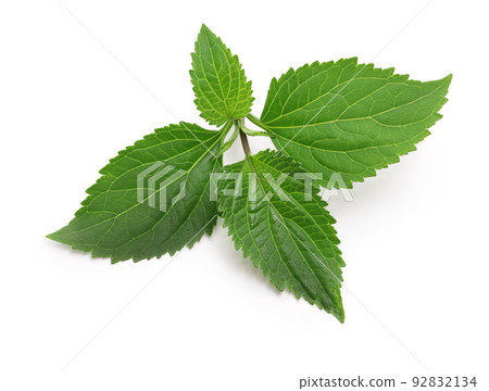 Patchouli 92832134