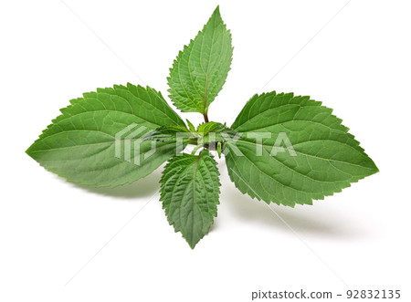 廣藿香 廣藿香 92832135