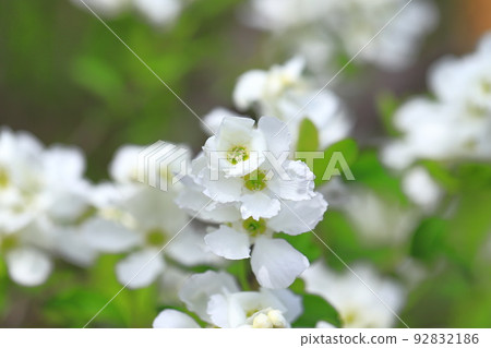 Pure white Rikyubai flowers and buds 92832186